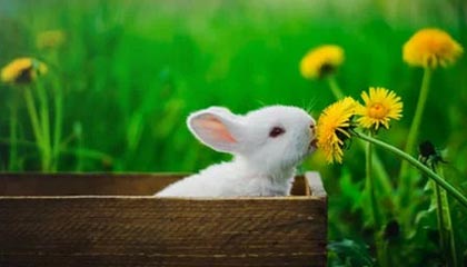 “五星出东方”，它在说什么？