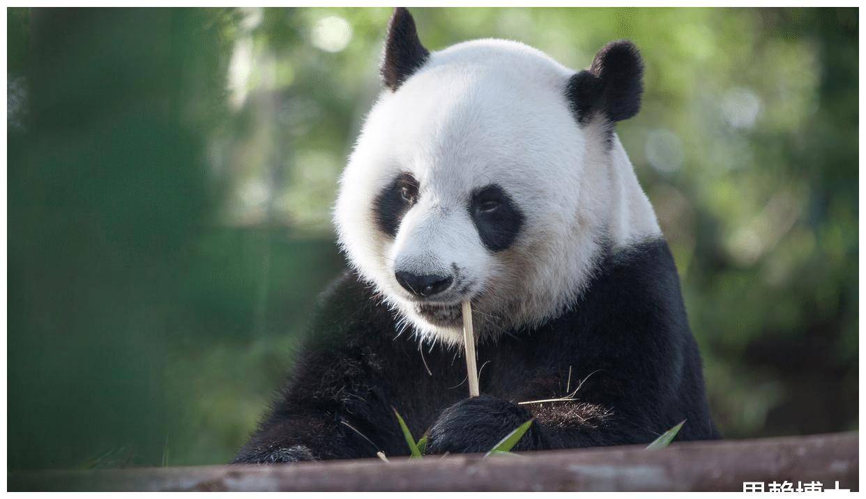 熊猫为什么只有中国有