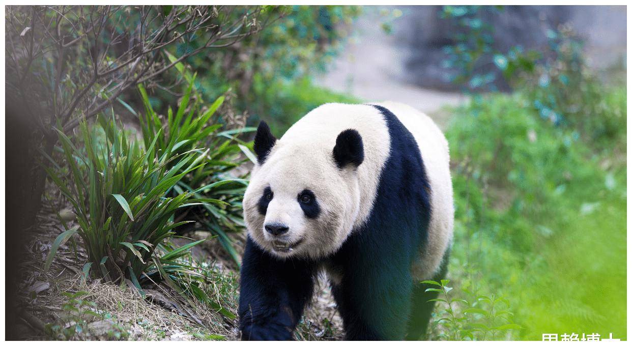 熊猫为什么只有中国有