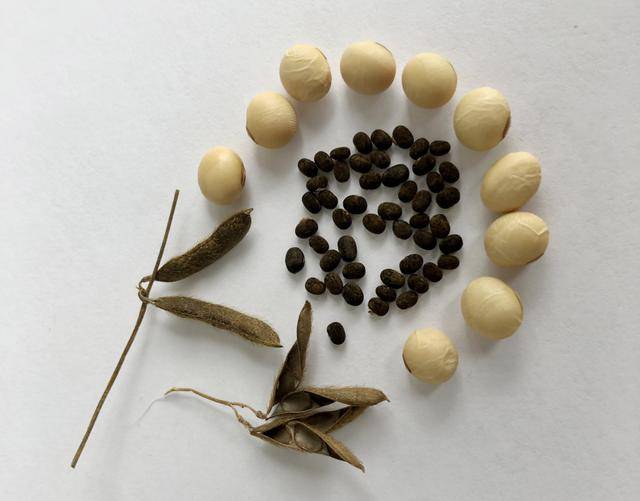 青岛再添野生大豆踪迹!南辛安河公园现群落生长,专家提醒“价值珍贵需保护”