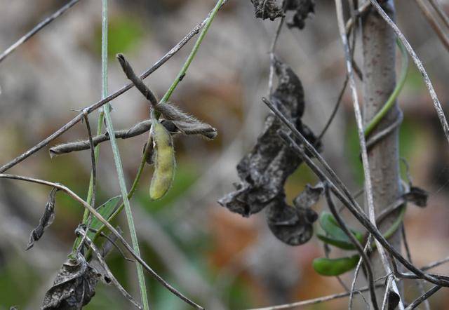 青岛再添野生大豆踪迹!南辛安河公园现群落生长,专家提醒“价值珍贵需保护”