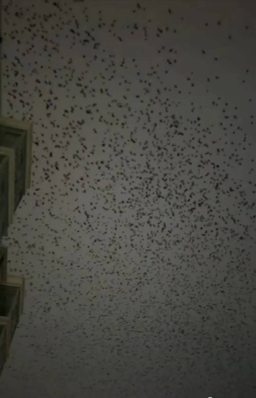 河北、河南、四川等多地天空现密集鸟群！有人担忧是自然灾害征兆，多方回应→