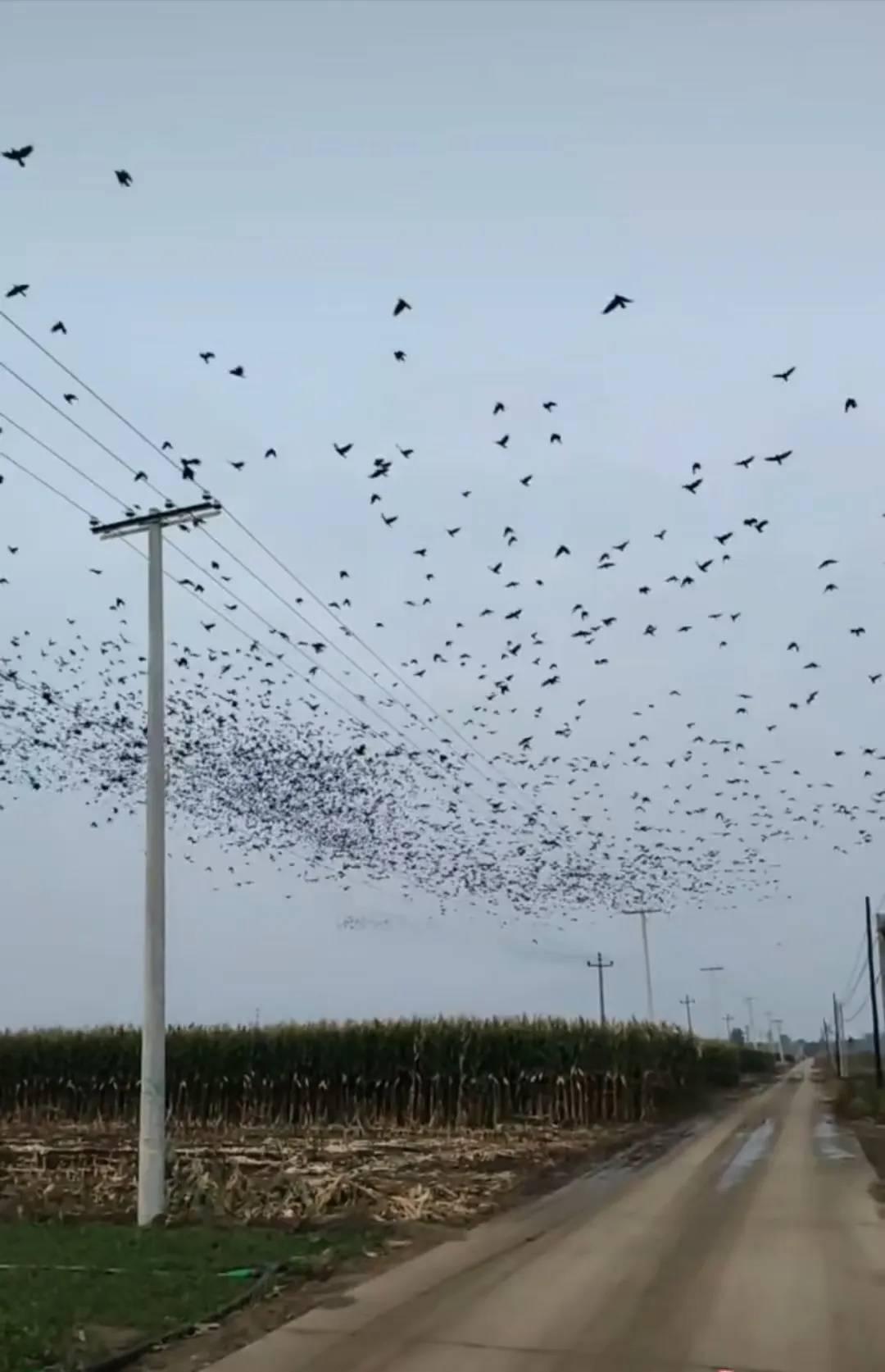 河北、河南、四川等多地天空现密集鸟群！有人担忧是自然灾害征兆，多方回应→