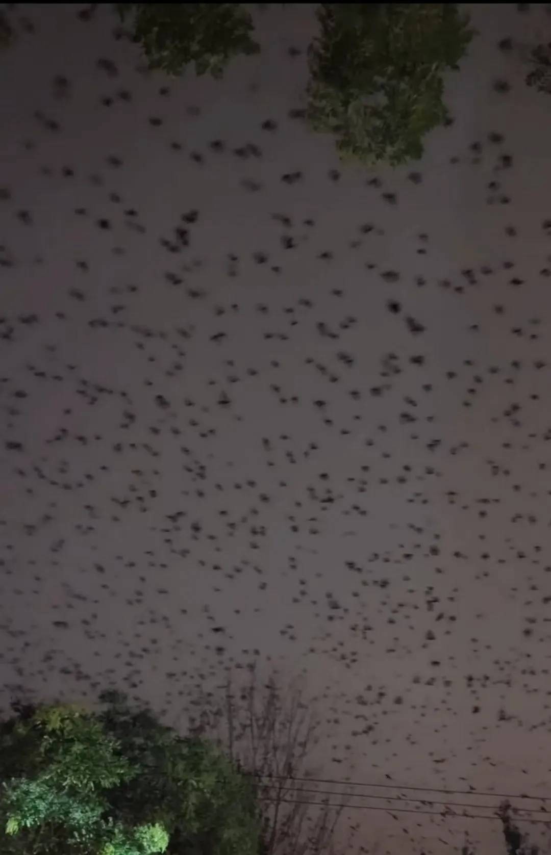 河北、河南、四川等多地天空现密集鸟群！有人担忧是自然灾害征兆，多方回应→
