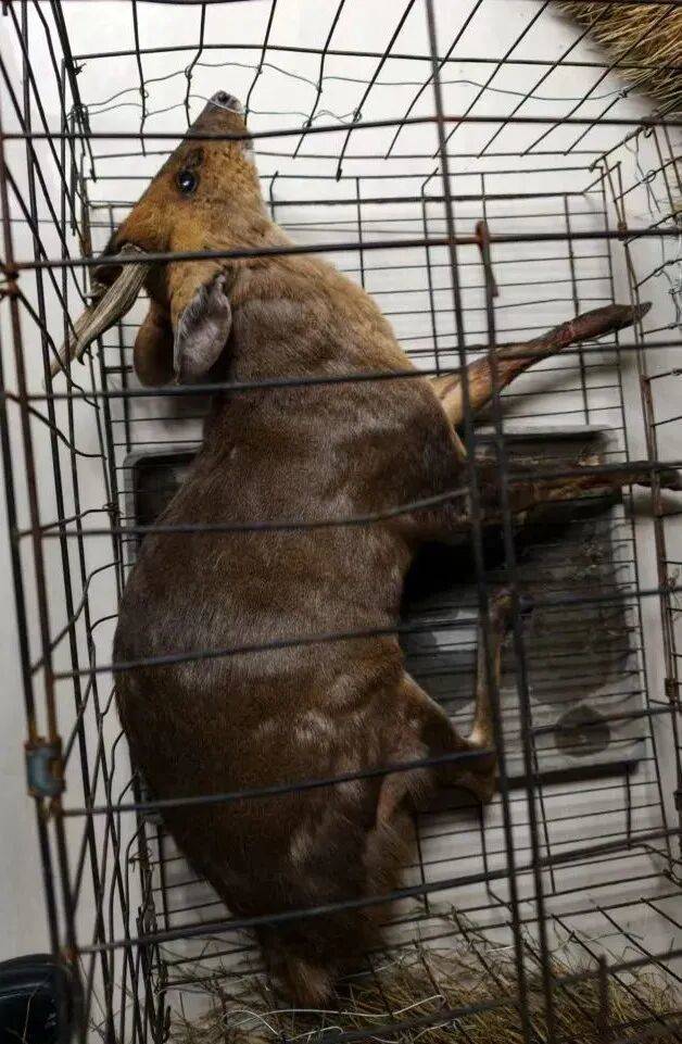 台州女子私自放置捕兽夹，夹住一只“三有”动物黄麂，并致其死亡！警方：已被刑拘